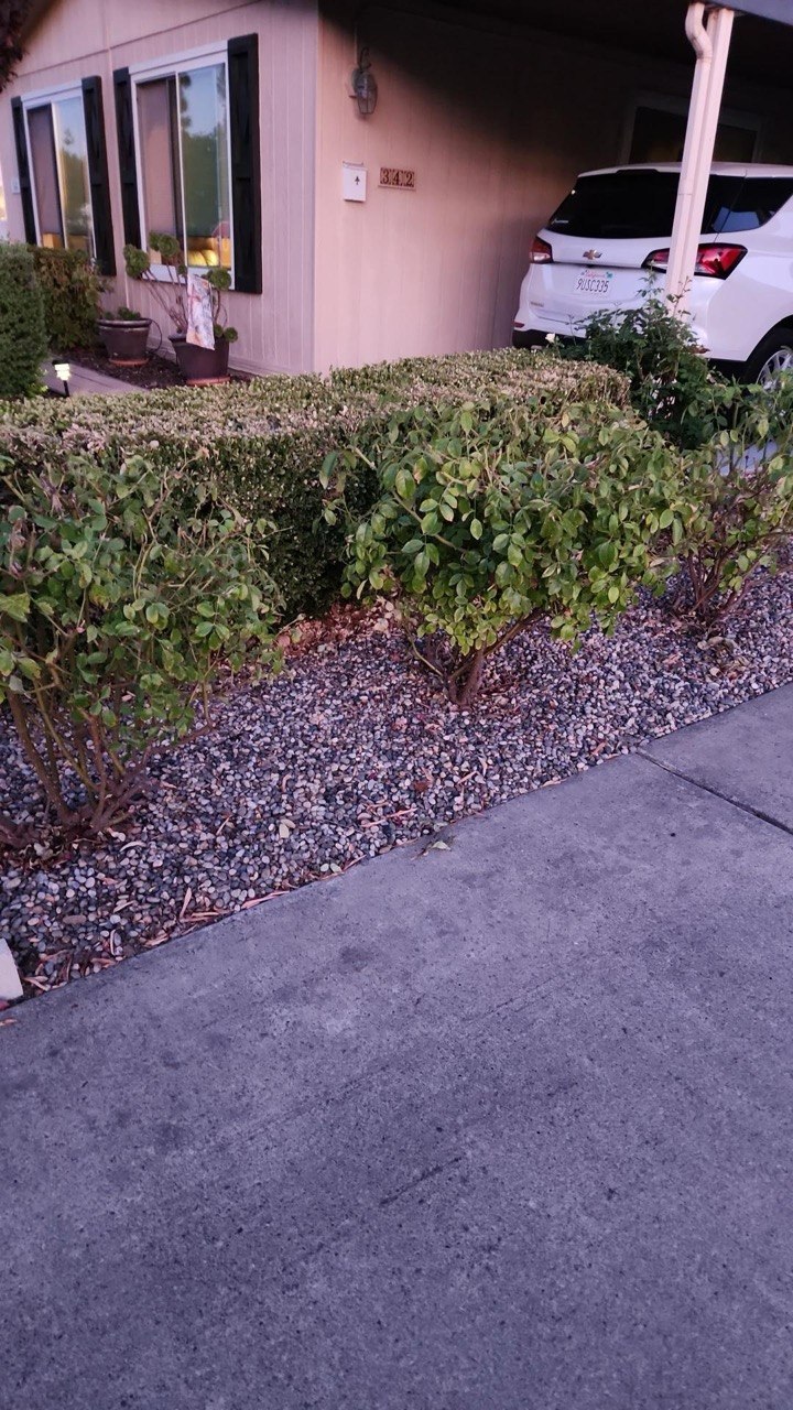 CoastCare yard cleanup case photo 5