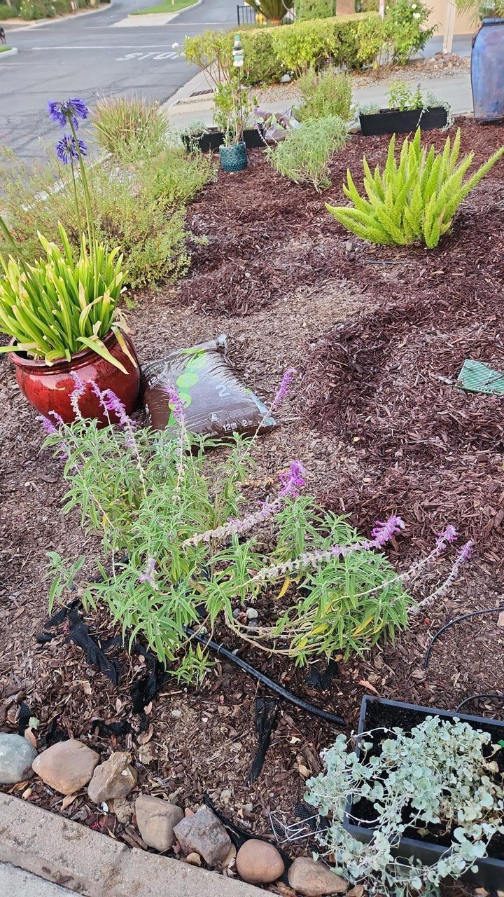 CoastCare yard cleanup case photo 12